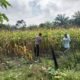 Polsek Tambusai Utara Intensifkan Monitoring Jagung Desa Mekar Jaya untuk Wujudkan Swasembada Pangan Nasional