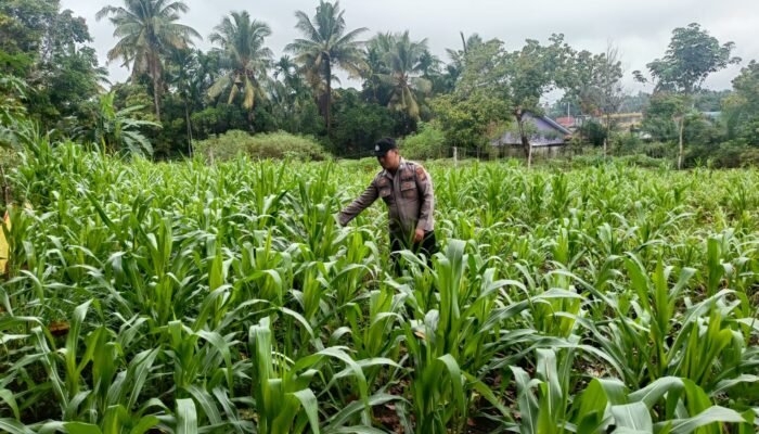 Polsek Rambah Hilir Intensifkan Monitoring Tanaman Jagung untuk Perkuat Ketahanan Pangan Nasional di Desa Sejati