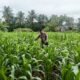 Polsek Rambah Hilir Intensifkan Monitoring Tanaman Jagung untuk Perkuat Ketahanan Pangan Nasional di Desa Sejati