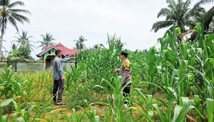 Ketahanan Pangan Nasional, Polsek Tandun Monitoring Pertumbuhan Jagung di Tapung Jaya