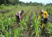 Polsek Tambusai Utara Dampingi Pemupukan Jagung di Desa Pagar Mayang, Perkuat Program Ketahanan Pangan Nasional