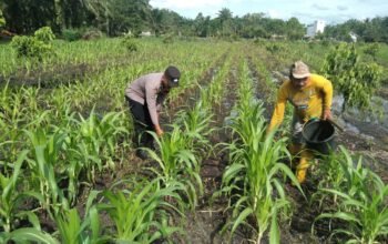 Polsek Tambusai Utara Dampingi Pemupukan Jagung di Desa Pagar Mayang, Perkuat Program Ketahanan Pangan Nasional
