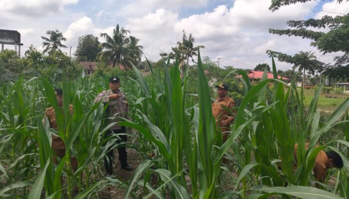 Polsek Kunto Darussalam Kawal Swasembada Pangan Nasional Melalui Mekanisasi Pertanian dan Teknologi Tepat Guna Di Desa Pasir Luhur