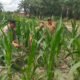 Polsek Kunto Darussalam Kawal Jagung Hibrida Unggul untuk Dukung Swasembada Pangan Nasional