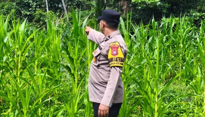 Polsek Rokan IV Koto Kawal Pertumbuhan Jagung Hibrida, Dorong Panen Berkualitas untuk Ketahanan Pangan Nasional