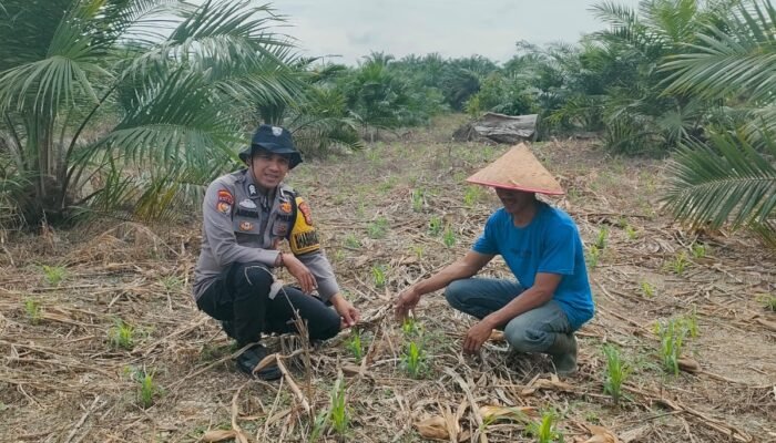 Dukung Ketahanan Pangan Nasional, Bhabinkamtibmas Polsek Kepenuhan Pantau Perkembangan Jagung Hibrida Milik Warga Kasimang