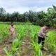 Polsek Rokan IV Koto Kawal Pertanian Berkelanjutan di Lubuk Bendahara Timur, Perkuat Swasembada Pangan Nasional