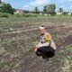 Pastikan Optimalisasi Pertumbuhan Jagung, Bhabinkamtibmas Polsek Kepenuhan Intensif Monitoring Demi Sukseskan Ketahanan Pangan