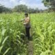 Dukung Program Ketahanan Pangan Nasional, Bhabinkamtibmas Desa Kasang Mungkal Perkuat Pendampingan Petani