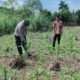 Polsek Rokan IV Koto Kawal Lahan Jagung di Desa Cipang Kiri Hulu, Perkuat Swasembada Pangan Nasional