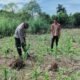 Polsek Rokan IV Koto Perkuat Pengawalan Budidaya Jagung, Dukung Terwujudnya Ketahanan Pangan Nasional