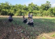 Polsek Rambah Pastikan Budidaya Jagung Hibrida di Desa Koto Tinggi Optimal, Wujudkan Ketahanan Pangan Nasional 