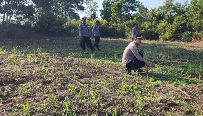 Polsek Rambah Kawal Budidaya Jagung Ramah Lingkungan untuk Perkuat Swasembada Pangan