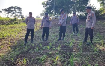 Polsek Rambah Kawal Budidaya Jagung Berbasis Konservasi Tanah dan Air, Perkuat Ketahanan Pangan Nasional Berkelanjutan