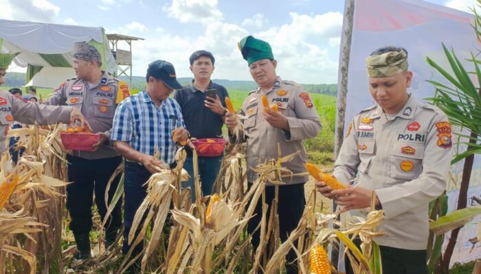 Polsek Kabun Kawal Panen Raya Jagung Kuartal II di Desa Batulangkah Besar, Perkuat Swasembada Pangan Nasional