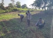 Polsek Rambah Kawal Swasembada Pangan Nasional dengan Memperkuat Pengawasan Jagung Hibrida di Desa Kota Tinggi