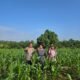 Pastikan Produktivitas Jagung Tetap Optimal, Kabag SDM Polres Rokan Hulu Tinjau Lahan Ketahanan Pangan Seluas 6 Hektare
