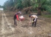 Bhabinkamtibmas Polsek Tambusai Utara Pantau Jagung Monokultur, Dukung Ketahanan Pangan Nasional