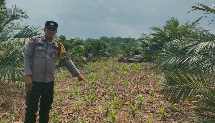 Dukung Swasembada Pangan, Bhabinkamtibmas Polsek Kepenuhan Intensif Dampingi Petani Jagung