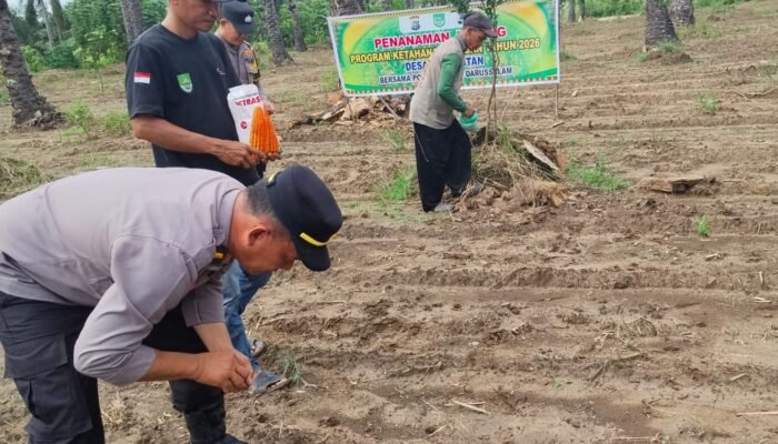 Polsek Kunto Darussalam Perkuat Ketahanan Pangan Nasional lewat Penanaman Jagung Kuartal II di Desa Kota Intan