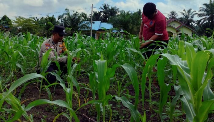 Polsek Tambusai Utara Dampingi Petani di Mekar Jaya, Jaga Produktivitas Jagung demi Wujudkan Swasembada Pangan Nasional