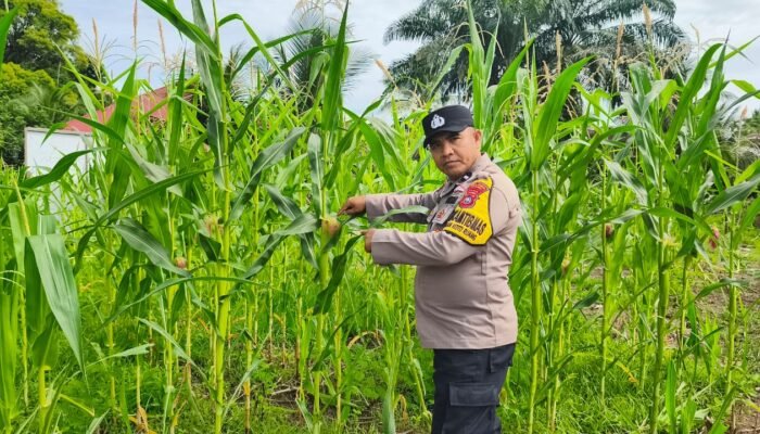 Polsek Rokan IV Koto Perkuat Ekosistem Pertanian Berkelanjutan, Kawal Produktivitas Jagung Demi Swasembada Pangan Nasional