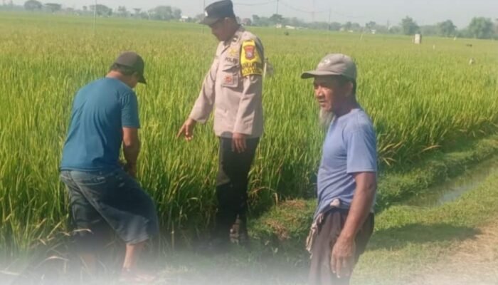 Polisi Hadir di Tengah Petani, Wujud Dukungan untuk Ketahanan Pangan Nasional