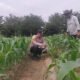 Dukung Ketahanan Pangan Nasional, Polsek Tambusai Utara Pantau Jagung Monokultur di Desa Suka Damai