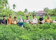 Dongkrak Ekonomi Desa, BUMDes Pasiran Panen 1,5 Ton Cabai Bersama Wabup Bagus Santoso