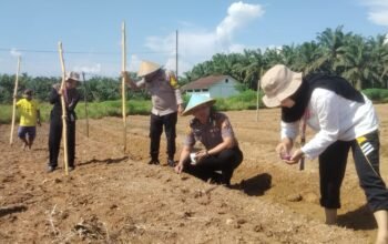 Perkuat Ketahanan Pangan Nasional, Polsek Kabun dan BUMDes Perdana Bakti Tanam Jagung di Desa Giti