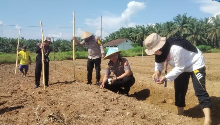 Perkuat Ketahanan Pangan Nasional, Polsek Kabun dan BUMDes Perdana Bakti Tanam Jagung di Desa Giti
