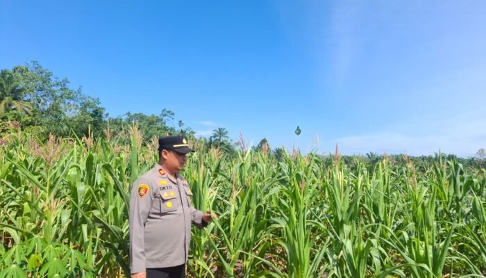 Polsek Rambah Hilir Pantau Pertumbuhan Jagung Hibrida di Desa Sejati, Perkuat Dukungan Swasembada Pangan Nasional