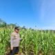 Polsek Rambah Hilir Pantau Pertumbuhan Jagung Hibrida di Desa Sejati, Perkuat Dukungan Swasembada Pangan Nasional