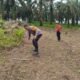 Polsek Rokan IV Koto Intensifkan Pemantauan dan Perawatan Jagung di Desa Air Panas, Perkuat Swasembada Pangan Nasional