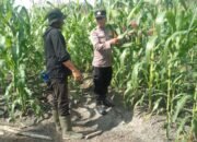 Polsek Tambusai Utara Dukung Ketahanan Pangan Nasional, Cek dan Pantau Jagung Hibrida di Desa Pagar Mayang