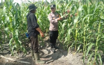 Polsek Tambusai Utara Dukung Ketahanan Pangan Nasional, Cek dan Pantau Jagung Hibrida di Desa Pagar Mayang