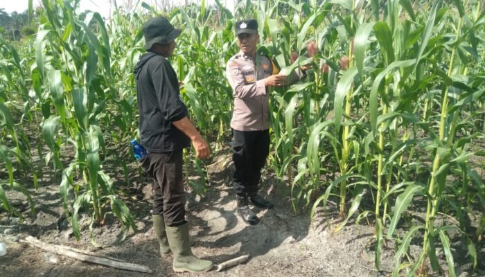 Polsek Tambusai Utara Dukung Ketahanan Pangan Nasional, Cek dan Pantau Jagung Hibrida di Desa Pagar Mayang