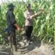 Polsek Tambusai Utara Dukung Ketahanan Pangan Nasional, Cek dan Pantau Jagung Hibrida di Desa Pagar Mayang