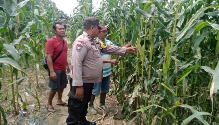 Polsek Kabun Cek Tanaman Jagung di Lahan BUMDes Aliantan, Perkuat Dukungan terhadap Swasembada Pangan Nasional