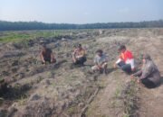 Polsek Kepenuhan Pantau Jagung Hibrida, Dukung Swasembada Pangan di Desa Kepenuhan Barat Mulia