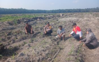 Polsek Kepenuhan Pantau Jagung Hibrida, Dukung Swasembada Pangan di Desa Kepenuhan Barat Mulia