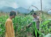 Polsek Rokan IV Koto Pantau Jagung di Cipang Kiri Hulu, Dukung Swasembada Pangan Nasional