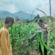 Polsek Rokan IV Koto Pantau Jagung di Cipang Kiri Hulu, Dukung Swasembada Pangan Nasional