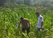 Polsek Rokan IV Koto Pantau Jagung di Cipang Kiri Hilir, Jaga Ketersediaan Pangan Strategis Nasional