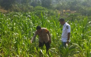Polsek Rokan IV Koto Pantau Jagung di Cipang Kiri Hilir, Jaga Ketersediaan Pangan Strategis Nasional