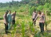 Polsek Rambah Pantau Pertumbuhan Jagung di Desa Tangun, Perkuat Ketahanan Pangan Lewat Peningkatan Produksi Pertanian