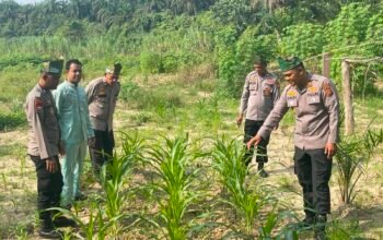 Polsek Rambah Pantau Pertumbuhan Jagung di Desa Tangun, Perkuat Ketahanan Pangan Lewat Peningkatan Produksi Pertanian