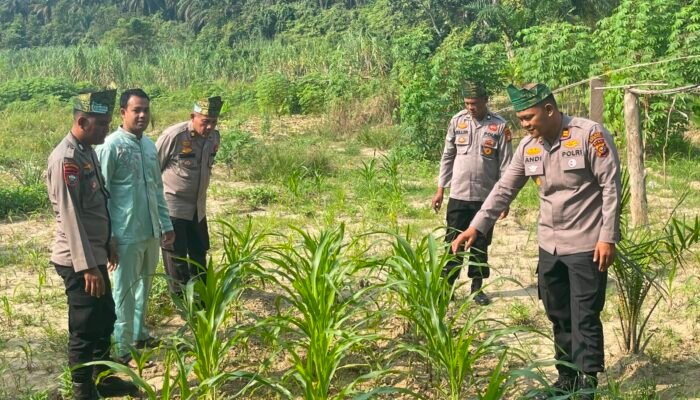 Polsek Rambah Pantau Pertumbuhan Jagung di Desa Tangun, Perkuat Ketahanan Pangan Lewat Peningkatan Produksi Pertanian