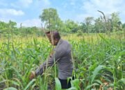 Polsek Rambah Hilir Perkuat Modernisasi Pertanian Desa Sejati, Tingkatkan Produksi Jagung untuk Wujudkan Swasembada Pangan Nasional