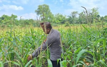 Polsek Rambah Hilir Perkuat Modernisasi Pertanian Desa Sejati, Tingkatkan Produksi Jagung untuk Wujudkan Swasembada Pangan Nasional